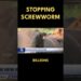 Stopping the screwworm.